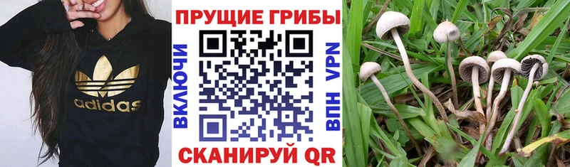 Галлюциногенные грибы Psilocybe  Афипский 